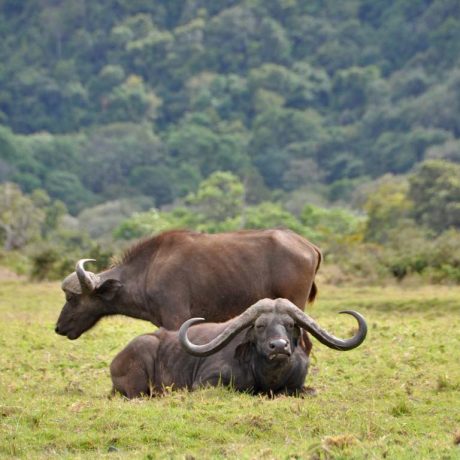 Arusha-National-Park