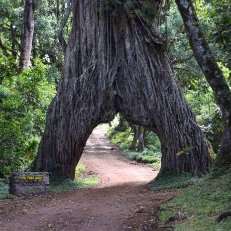 Arusha-National-Park-Tree