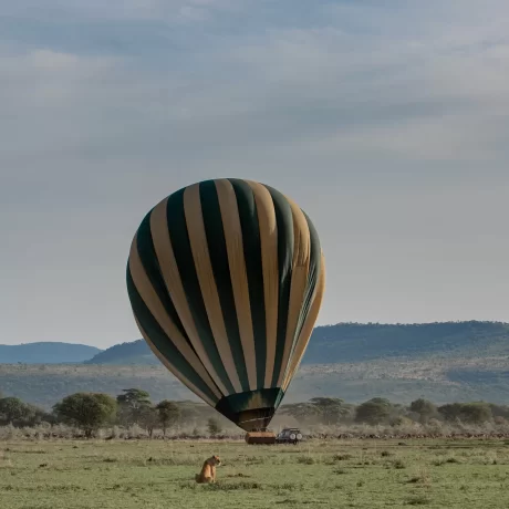 Balloon-Landing-with-Lion