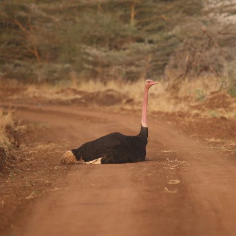 Ostrich Mkomazi