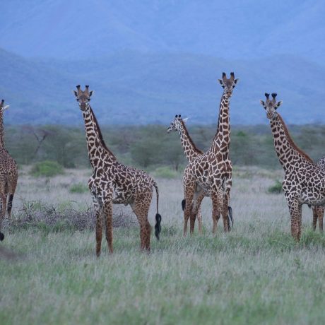 Giraffes in Mkomazi