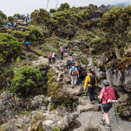 Kilimanjaro Hiking Adventure (9)