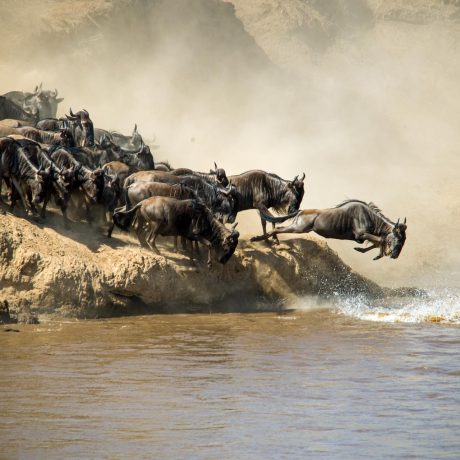 Serengeti-Migration-Safari-2