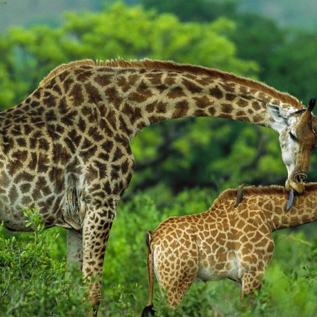 arusha-national-park-destinations-tanzania-maasai-wanderings-africa-giraffe