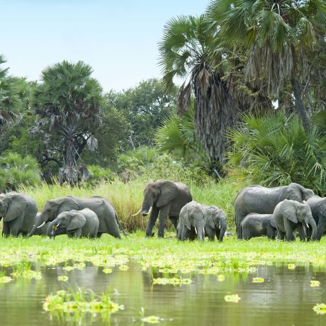 herd-of-elephants-and-water-selous
