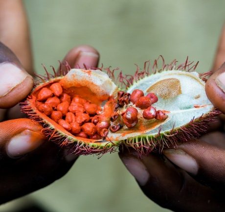 open_achiote_seed_pod_from_the_urucum_tree_used_as_natural_lipstick_on_the_spice_tour_in_zanzibar_tanzania
